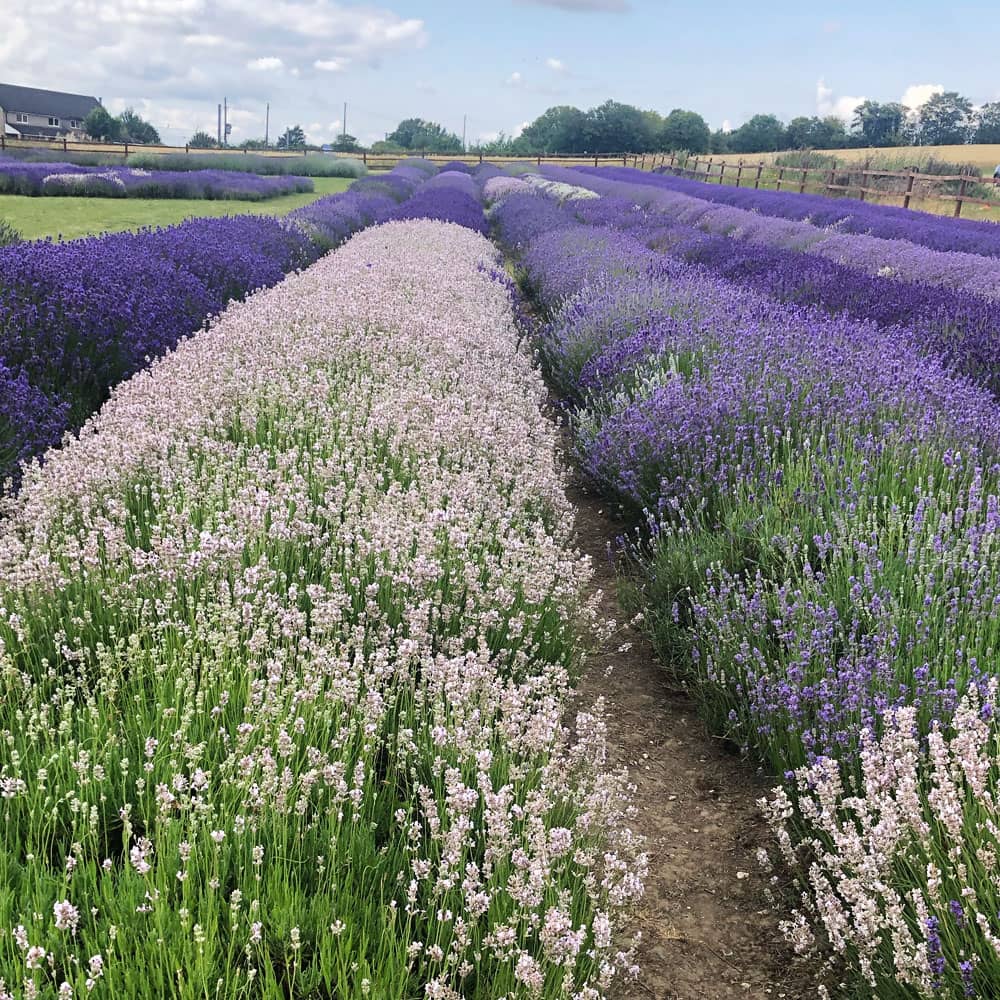 Local Guide Hitchin Lavender Field