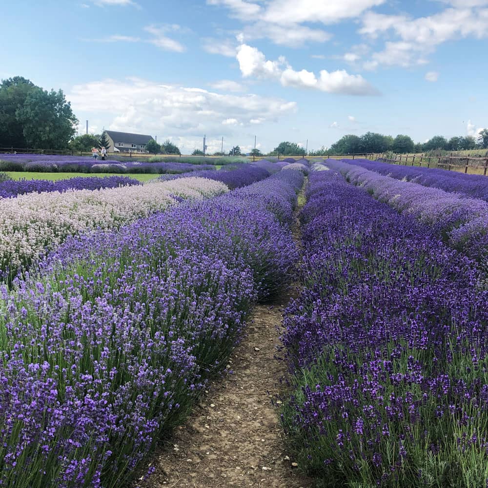 Local Guide Hitchin Lavender field
